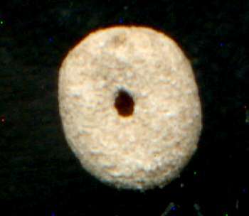 Echinocyamus linearis