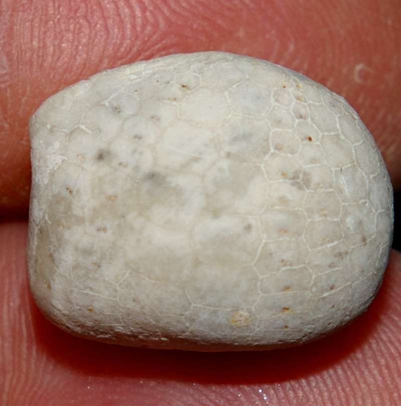 Offaster pilula