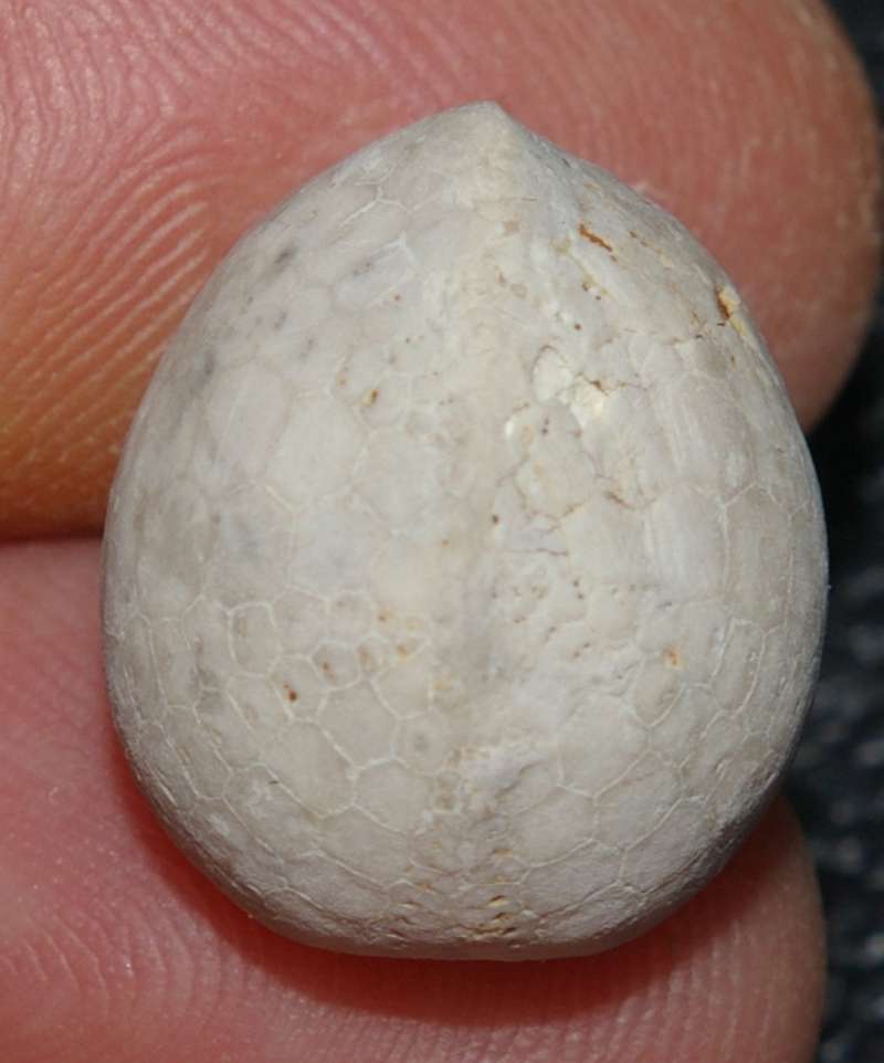 Offaster pilula