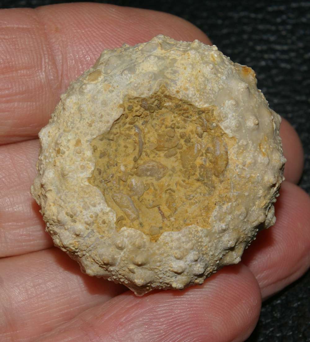 Gymnocidaris agassizi