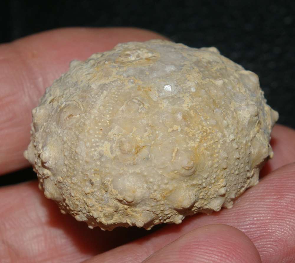 Gymnocidaris agassizi
