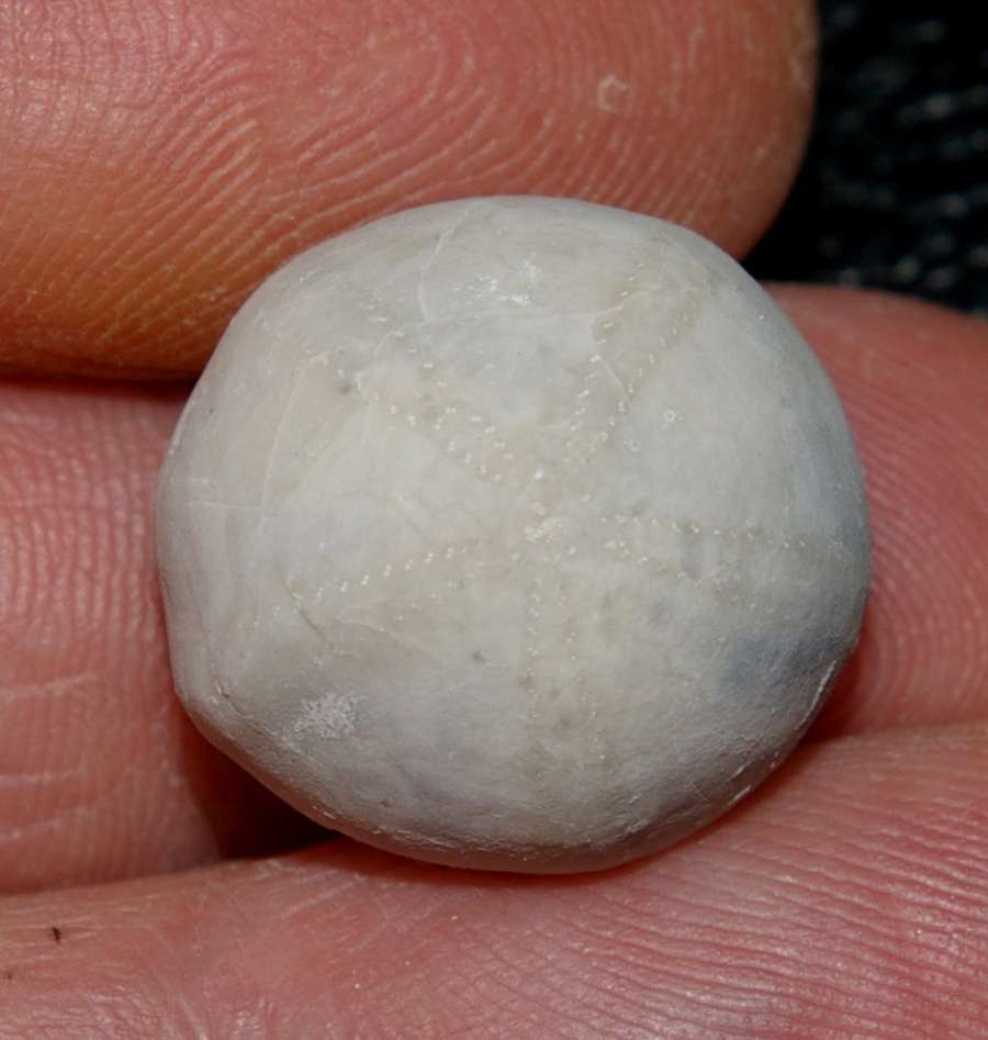 Galerites orbicularis