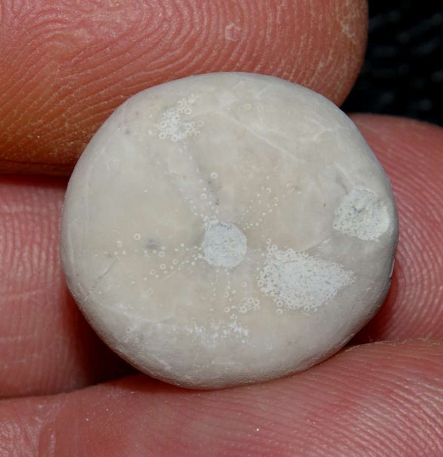 Galerites orbicularis