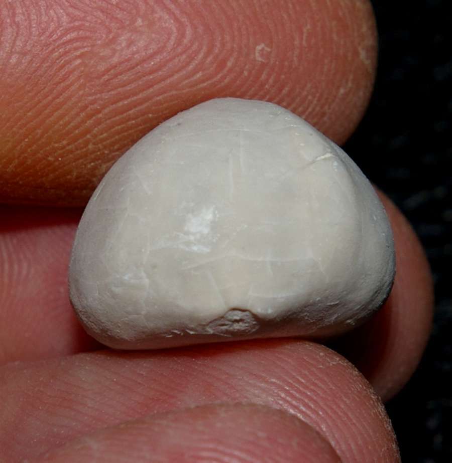 Galerites orbicularis