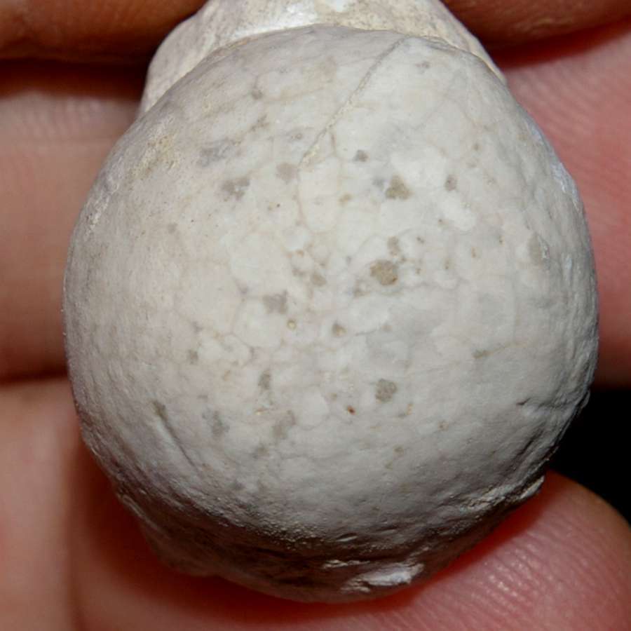 Galeola senonensis 