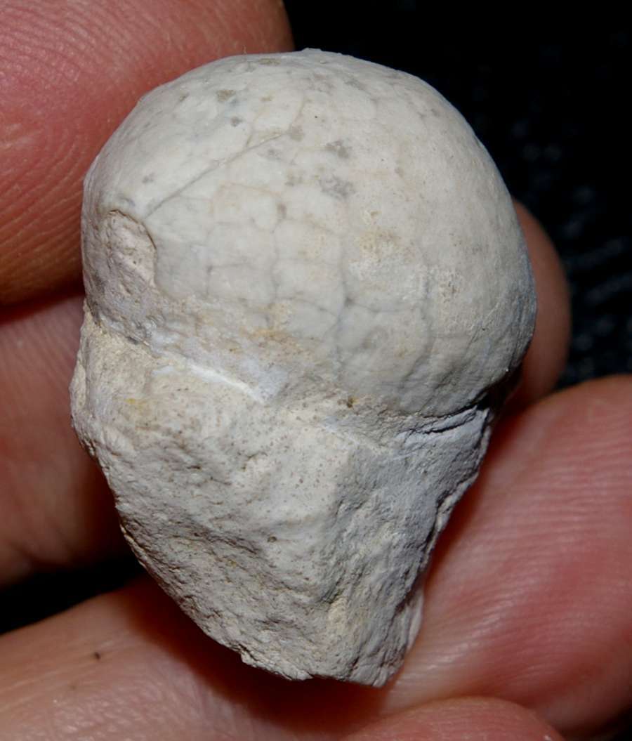 Galeola senonensis 