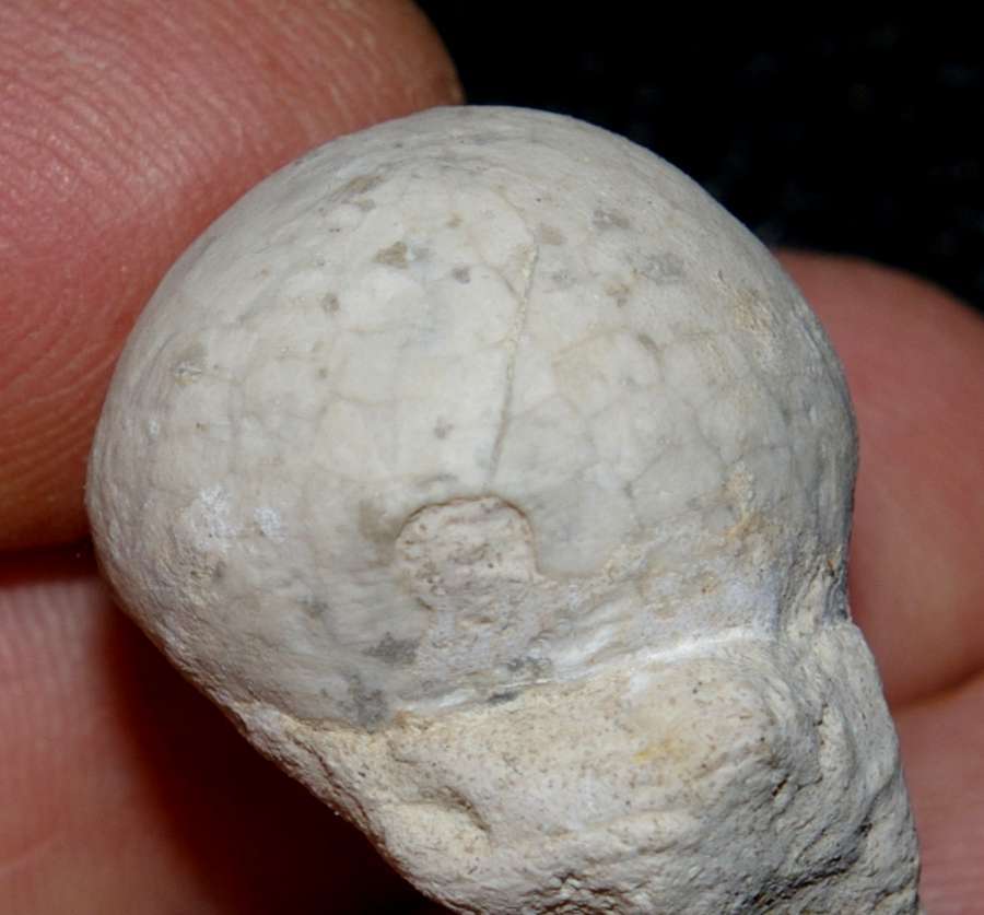 Galeola senonensis 