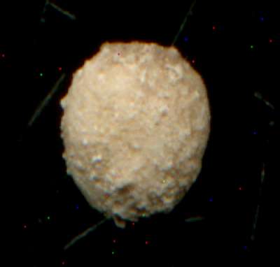 Echinocyamus pusillus