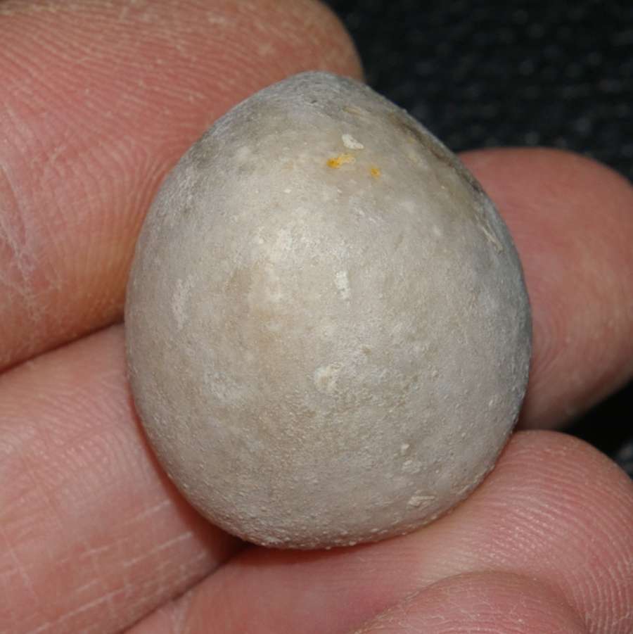 Galeola papillosa 