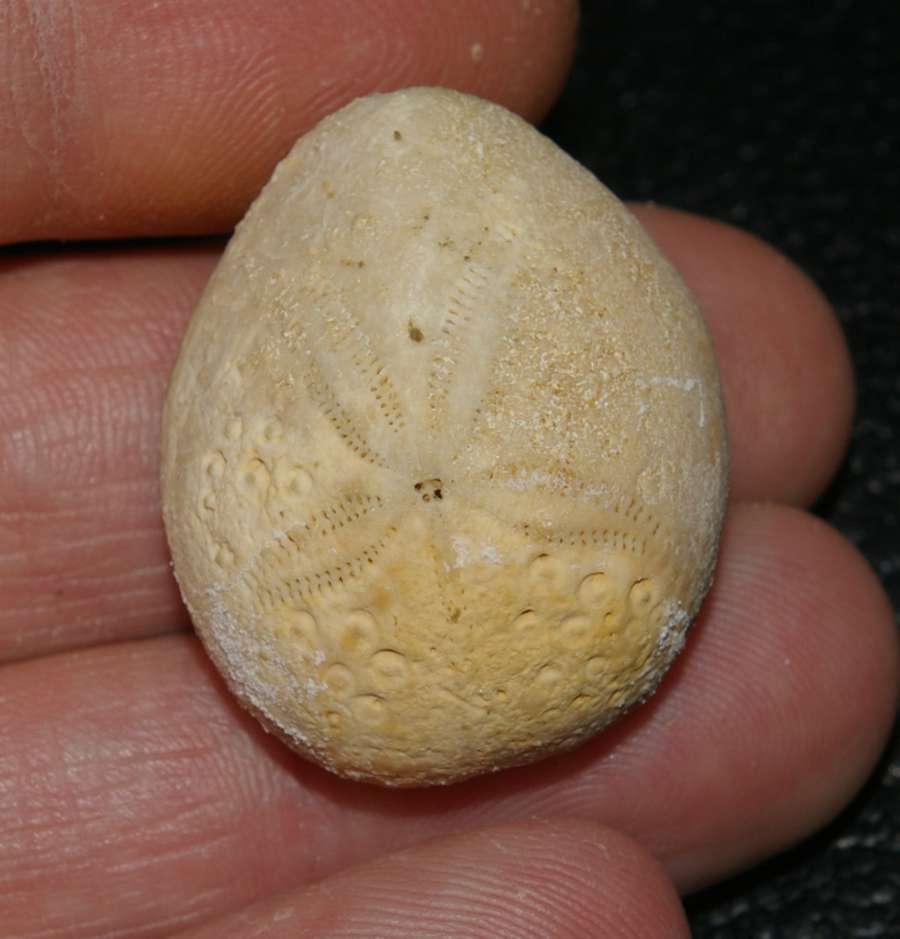 Eupatagus murrayensis