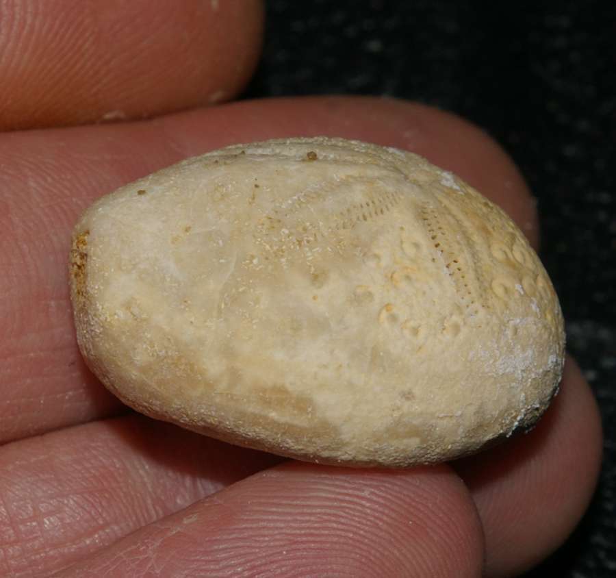 Eupatagus murrayensis