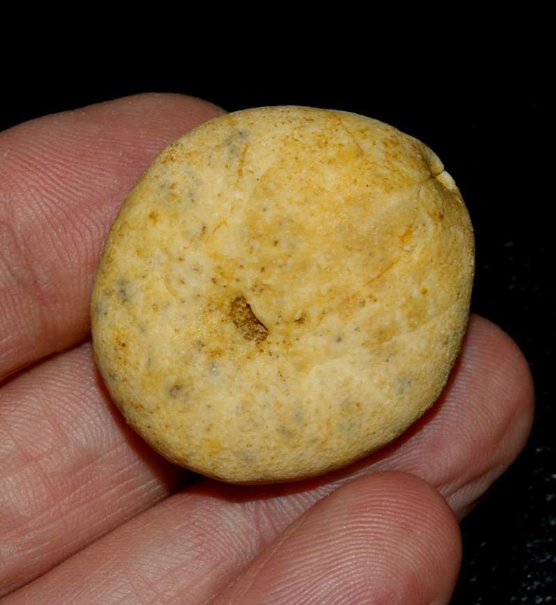 Miocene echinoid