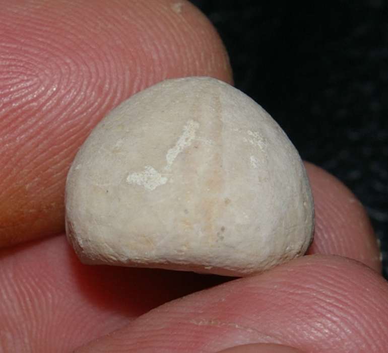 Fossils echinoid  