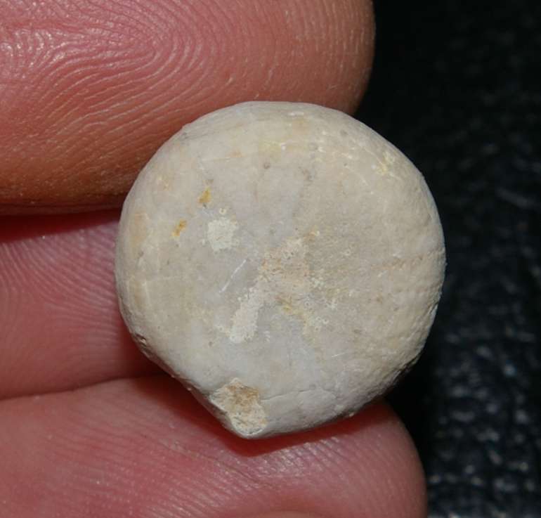 Campanian echinoid 