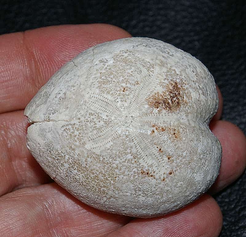 Micraster glyphus
