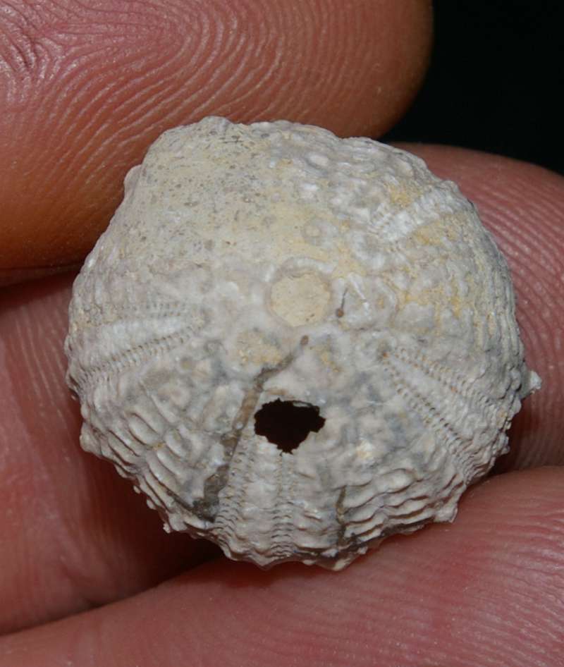 Fossile oursin