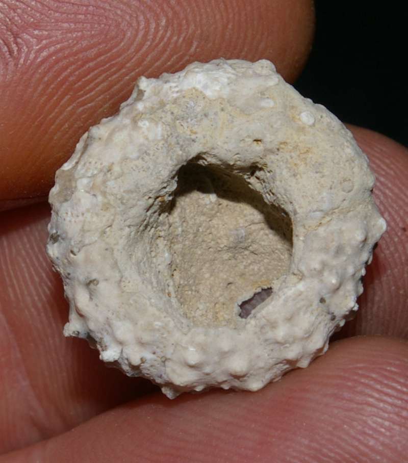 Glypticus hieroglyphicus