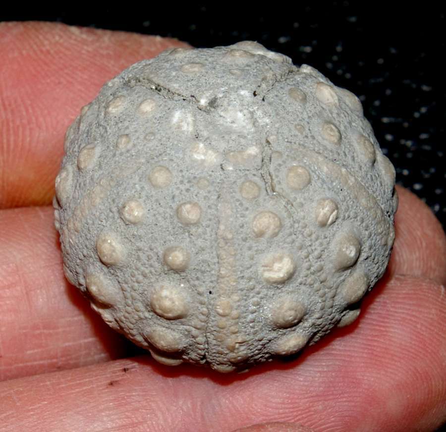 Hemicidaris purbeckensis
