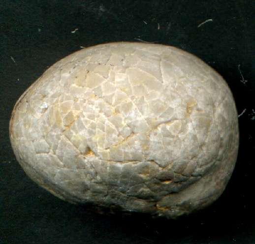 Fossil echinoid