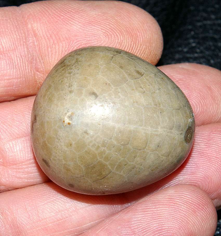 Fossil echinoid