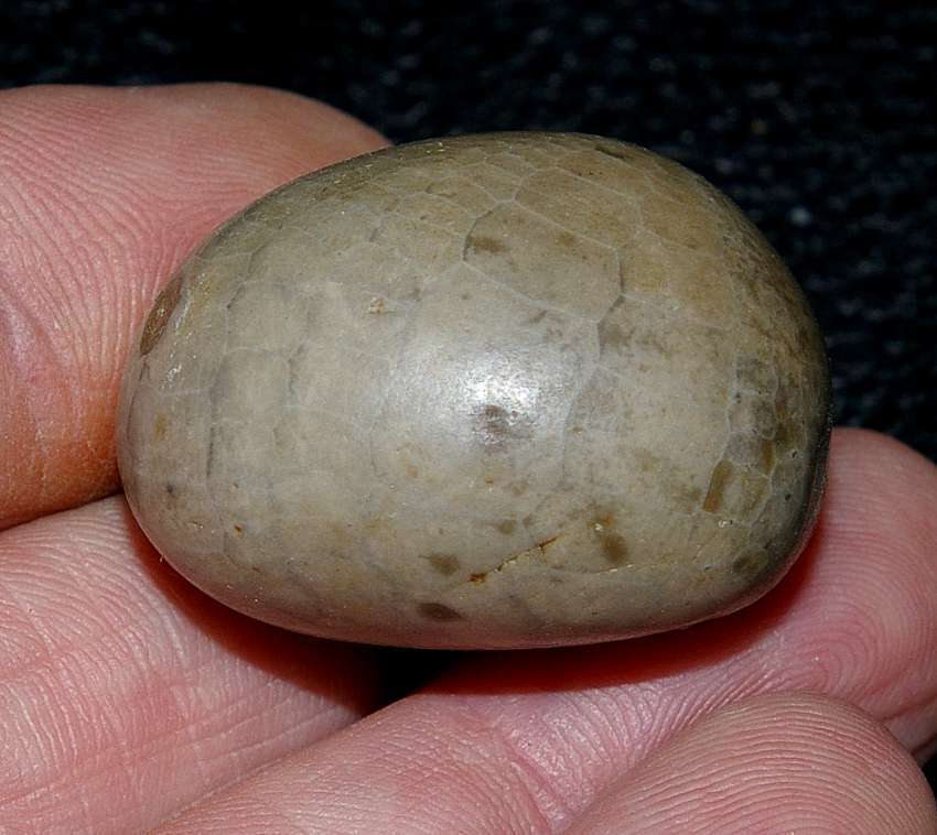 Fossil echinoid