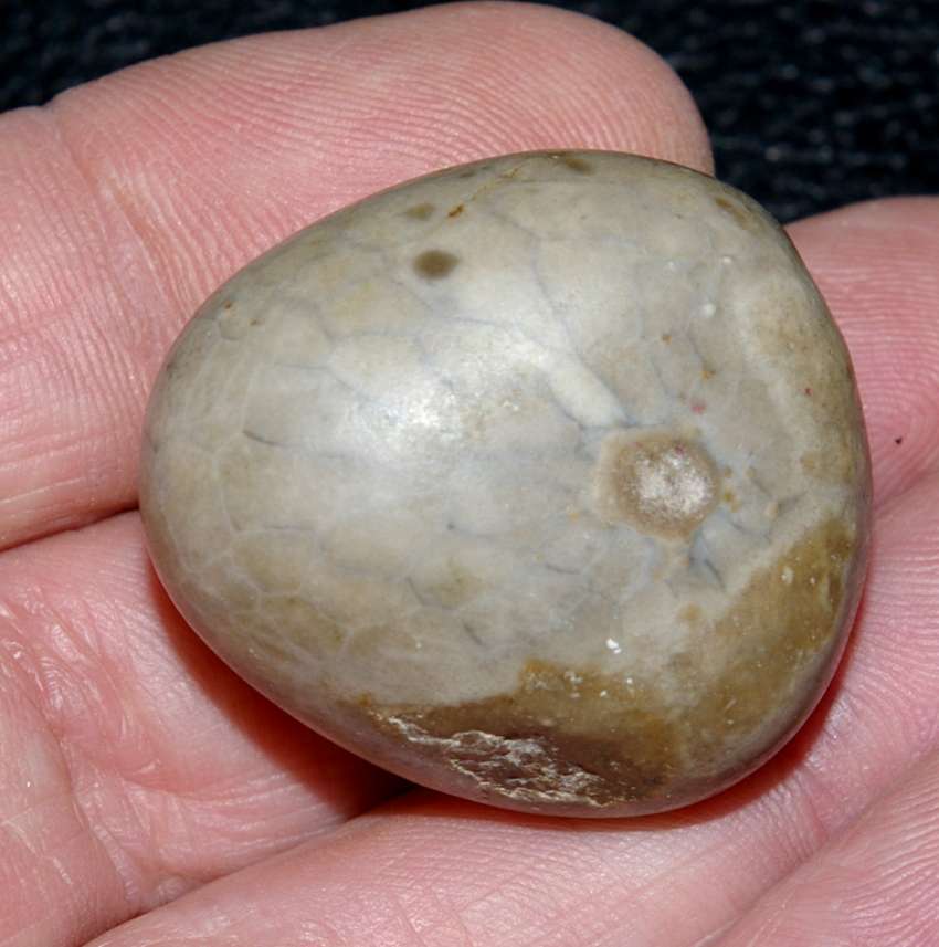 Fossil echinoid