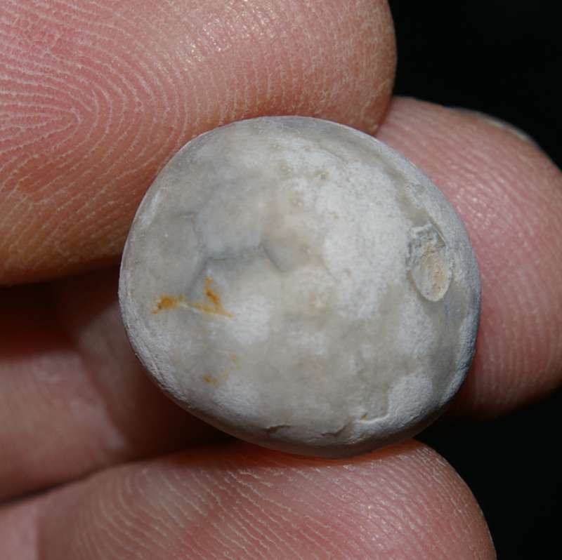 Maastrichtian fossil echinoid