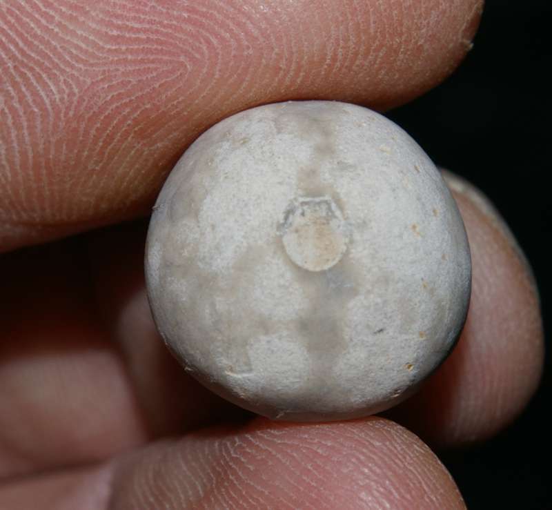 Maastrichtian fossil echinoid