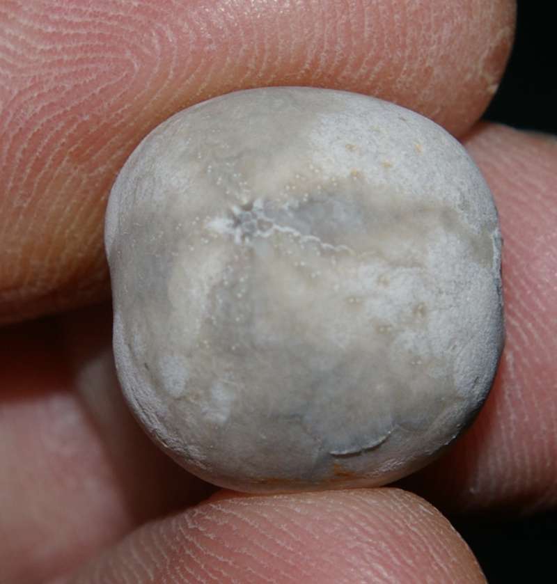 Maastrichtian fossil echinoid