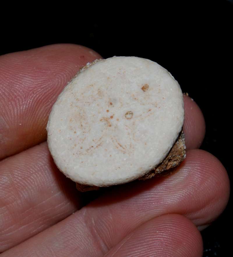 Peronella ova