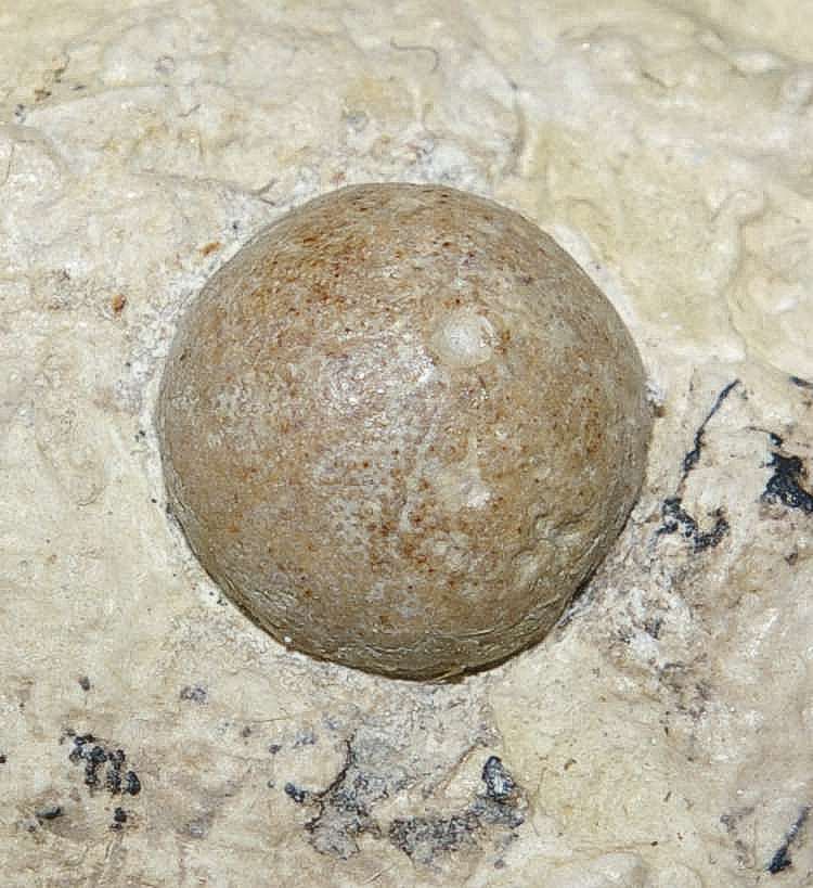 Magnosia decorata