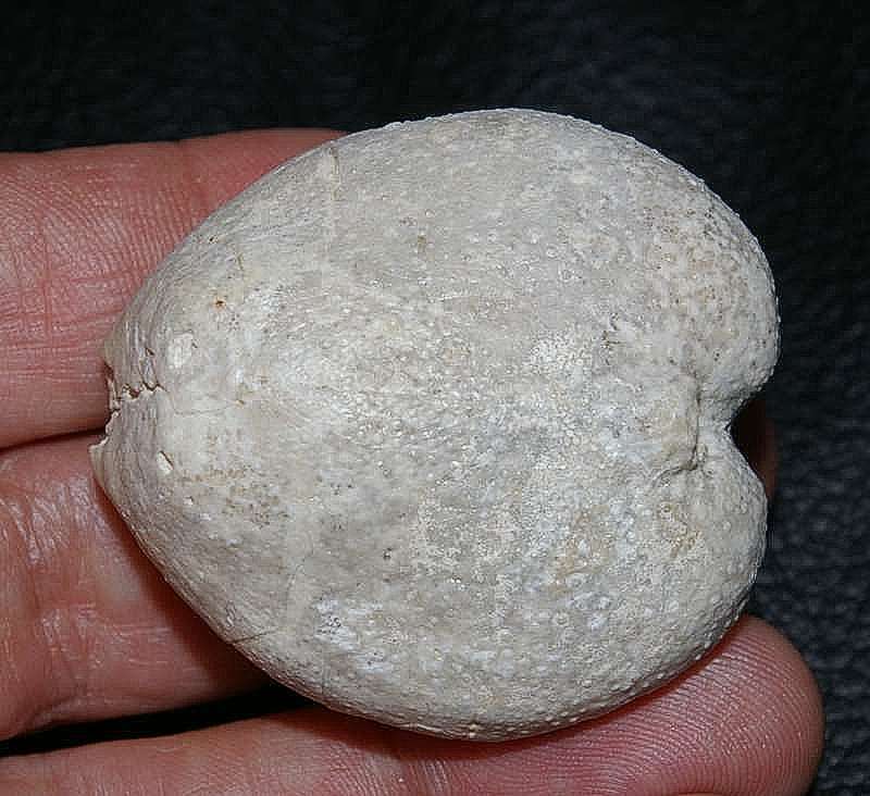Micraster glyphus