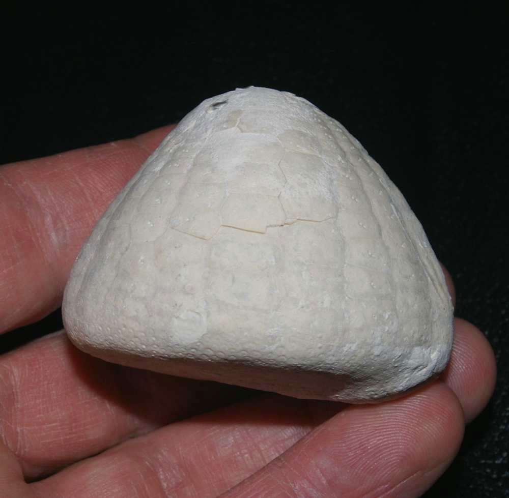 Paleocene, Danian fossil echinoid 