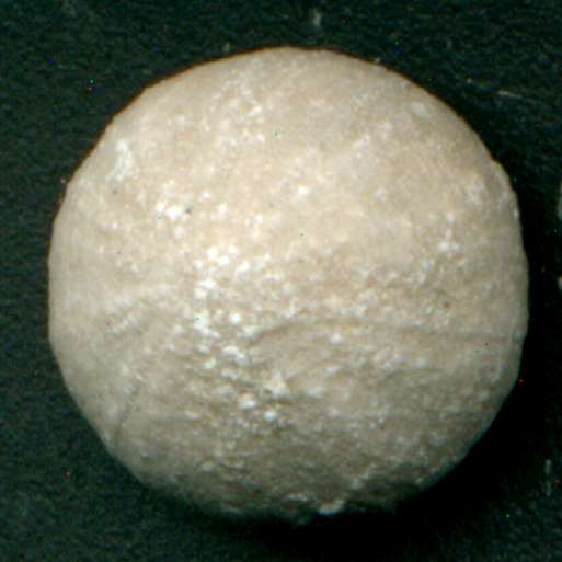 Discoidea subucula