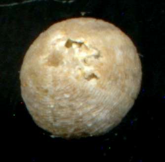 Discoidea subucula