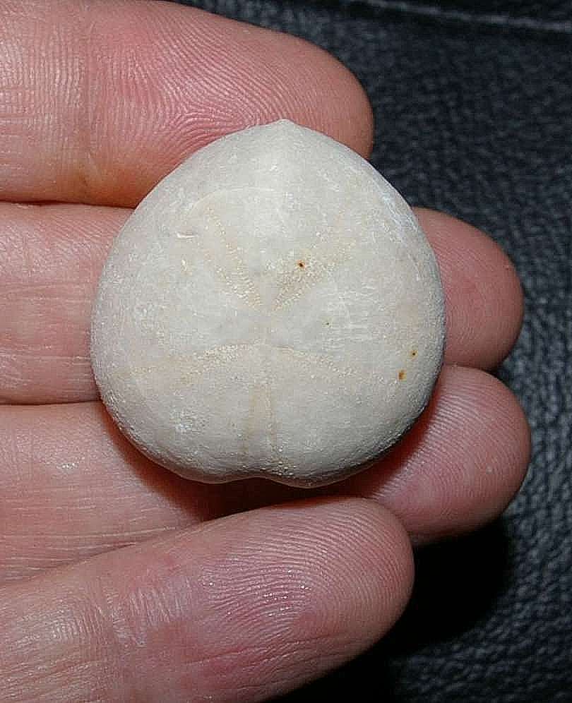 Fossils echinoids