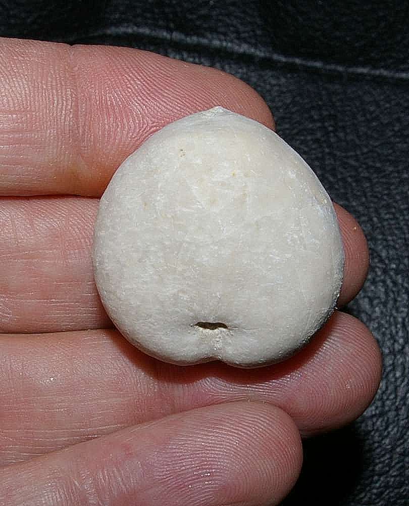 Micraster