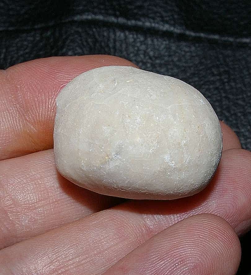 Micraster