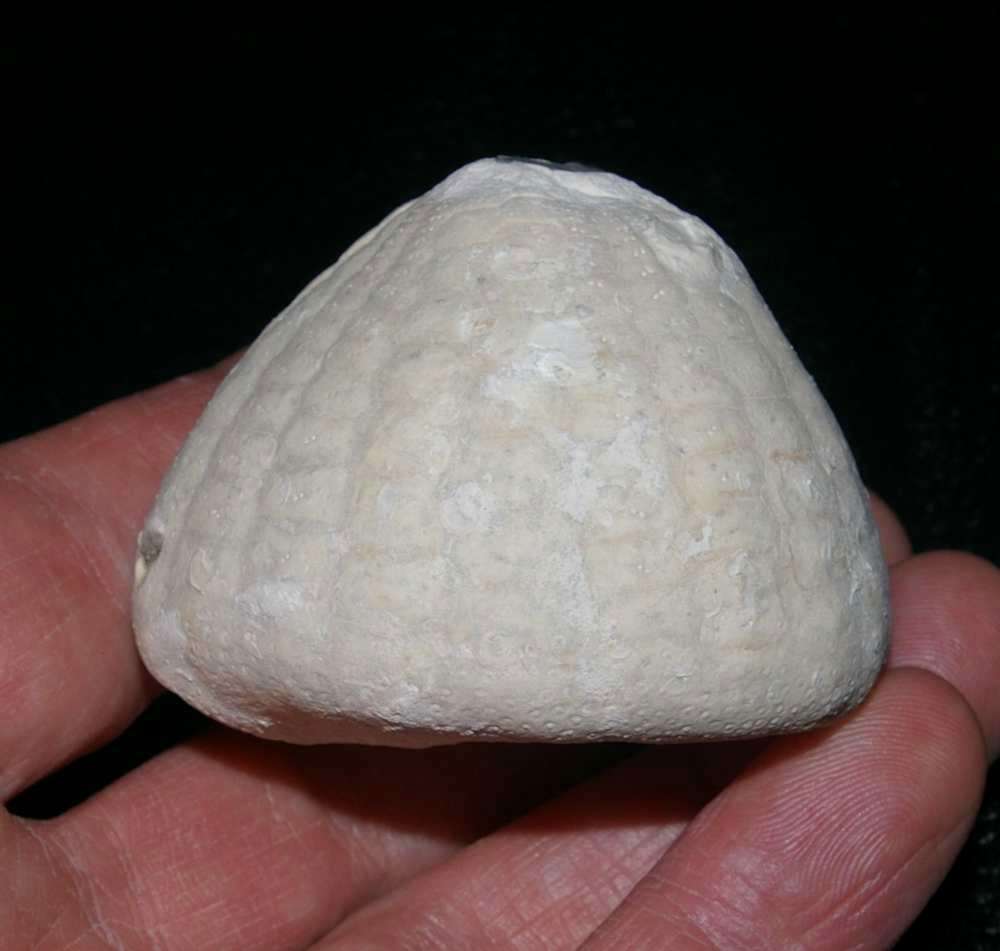 Fossils echinoid Echinocorys sulcata 