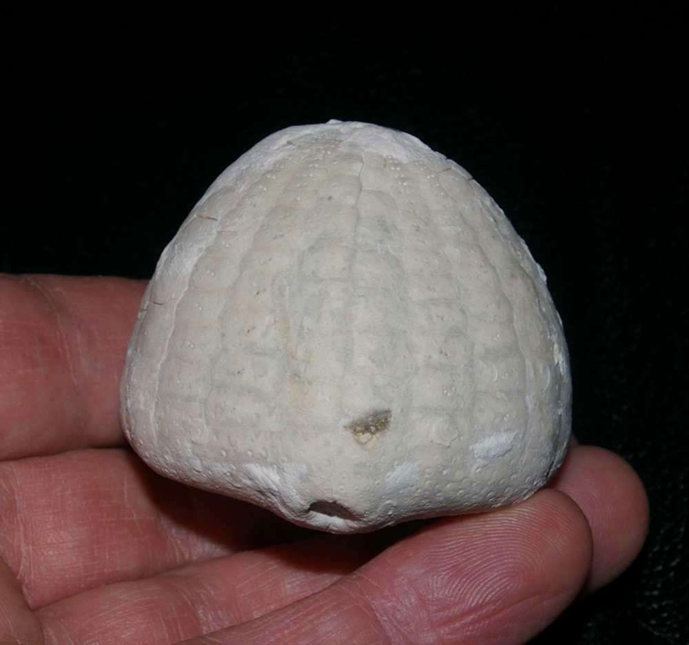 Fossils echinoid Echinocorys sulcata 