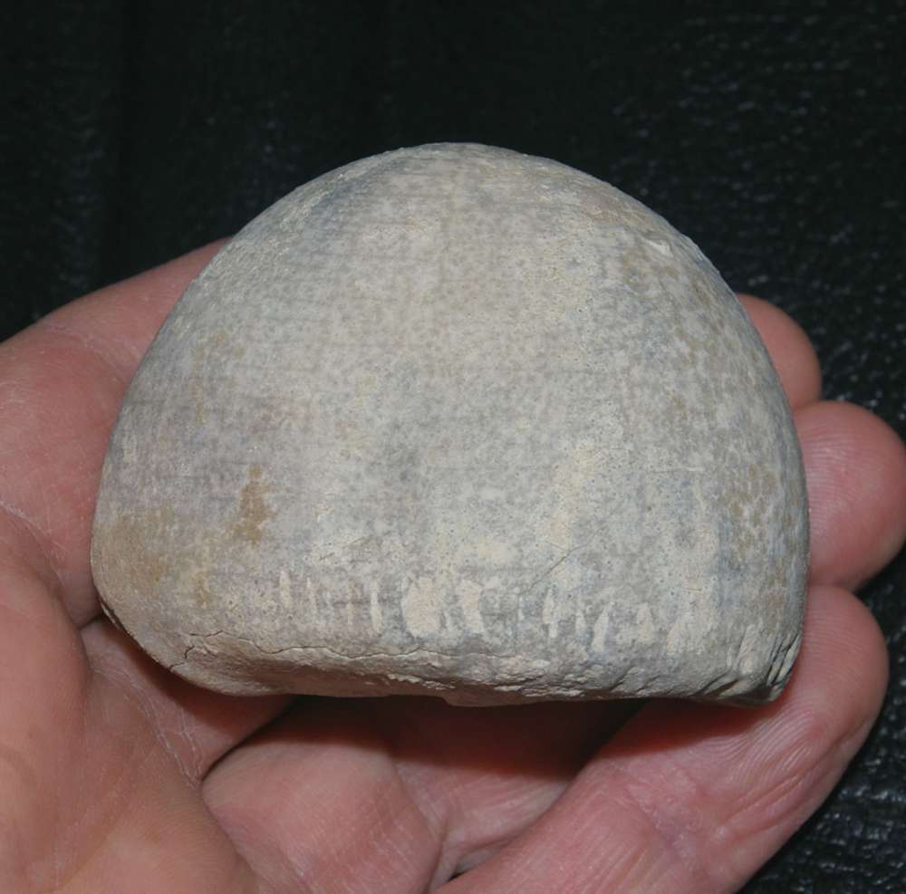 Echinocorys marginatus