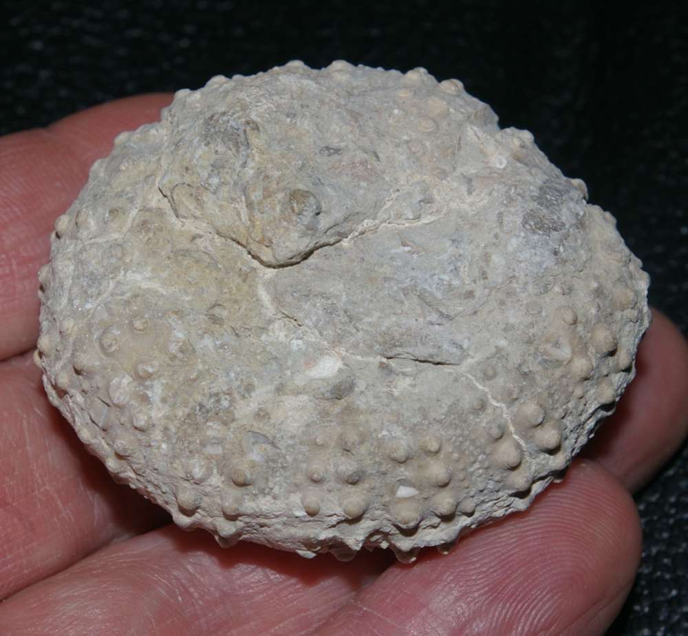 Circopeltis baicherei fossil echinoid 