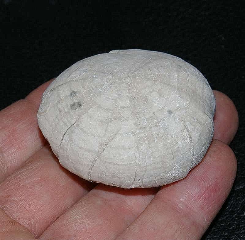 Macraster polygonus