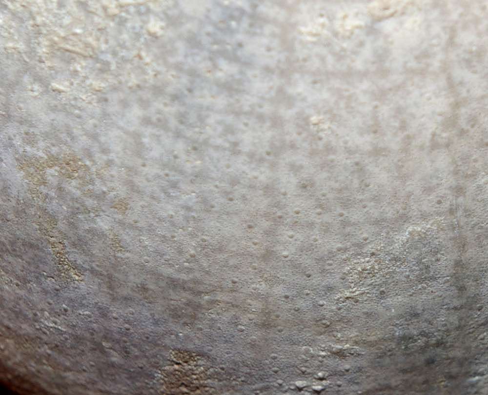 Echinocorys marginatus