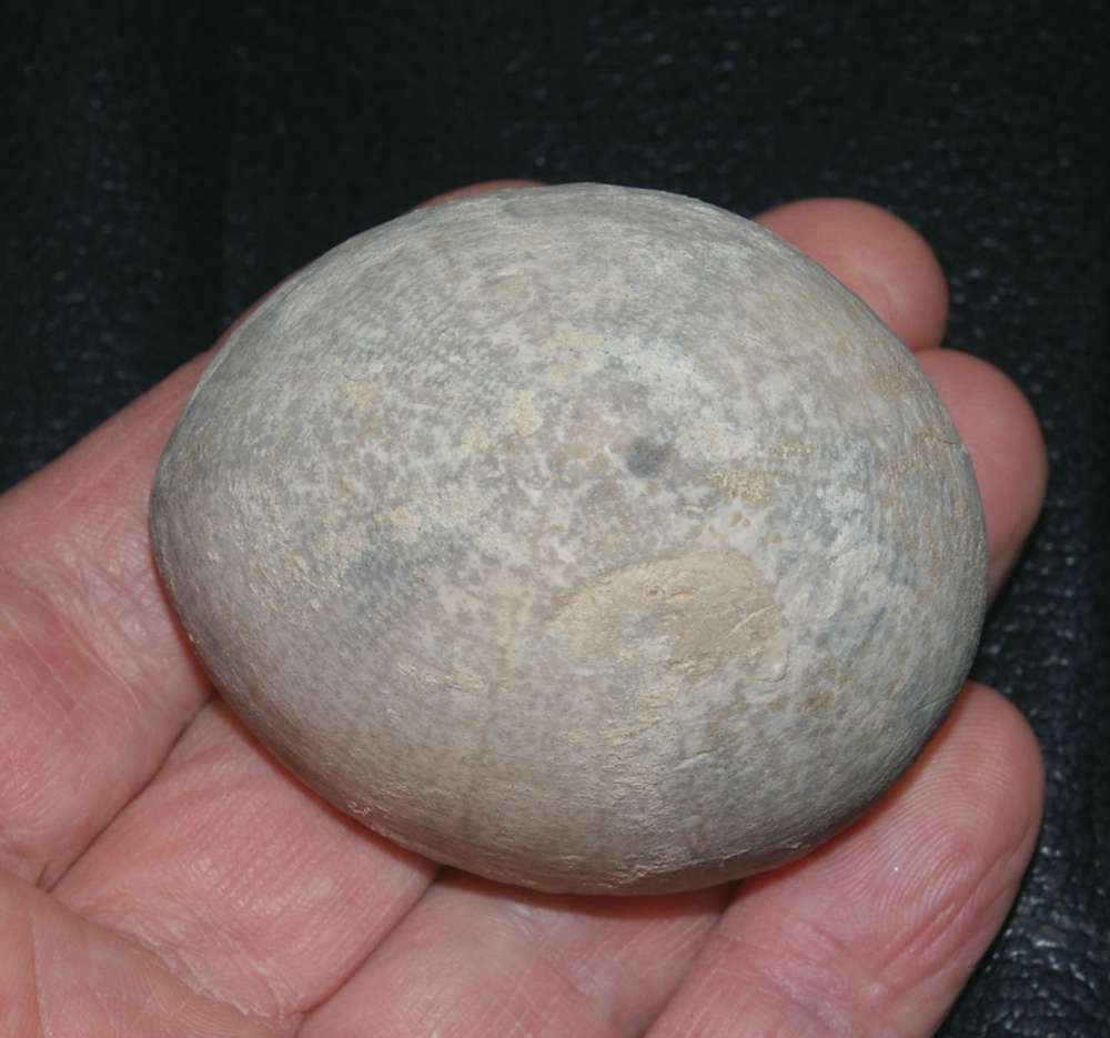 Echinocorys marginatus