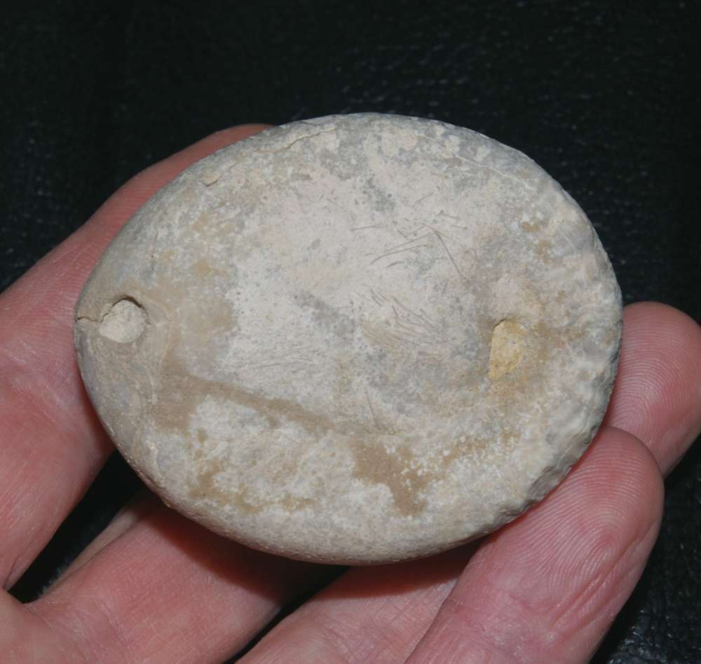Echinocorys marginatus