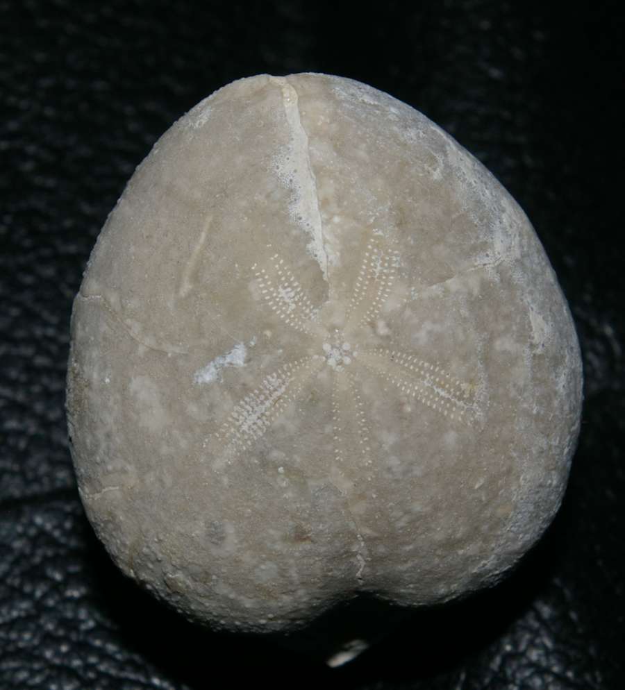 Micraster stolleyi