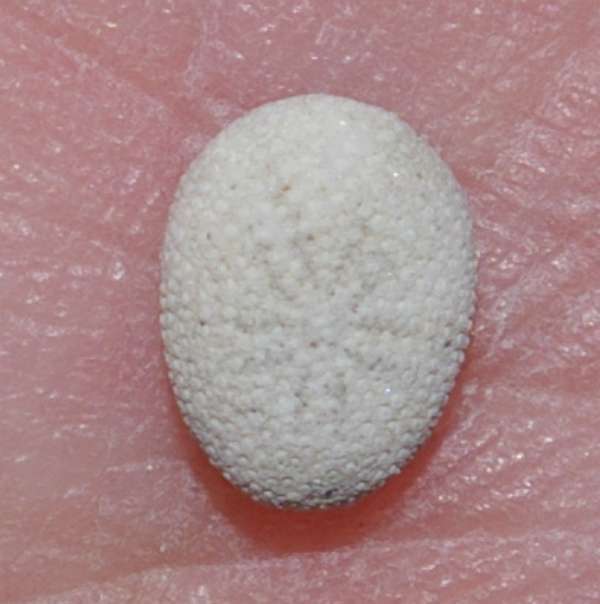 Echinociamus pusillus