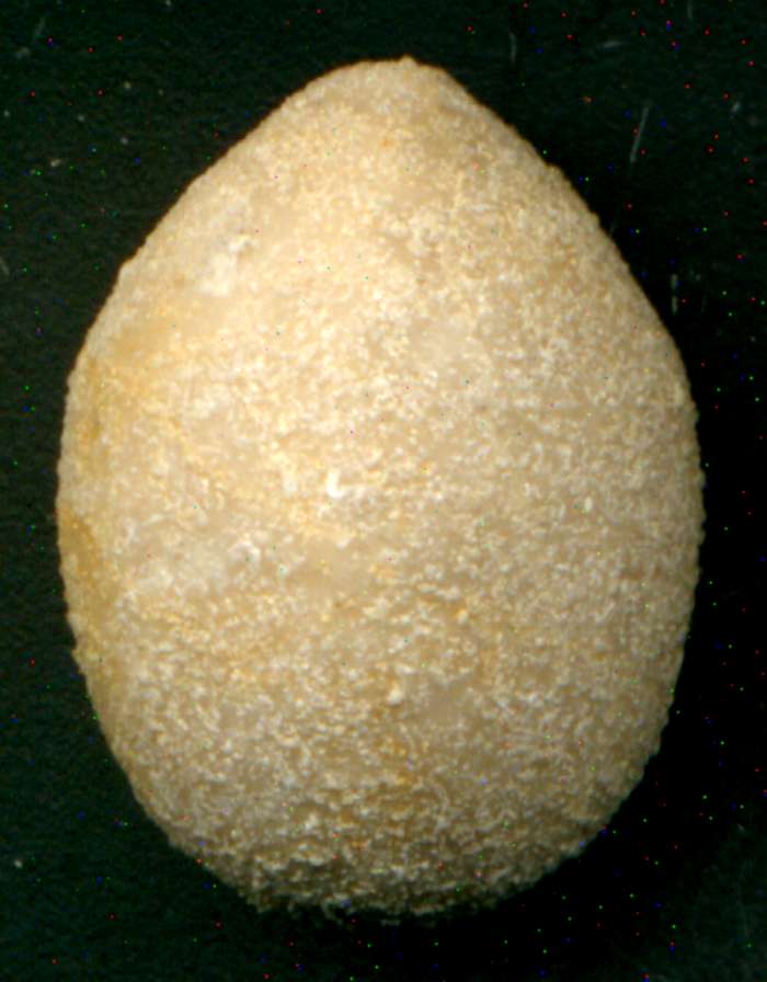 Oolopygus pyriformis