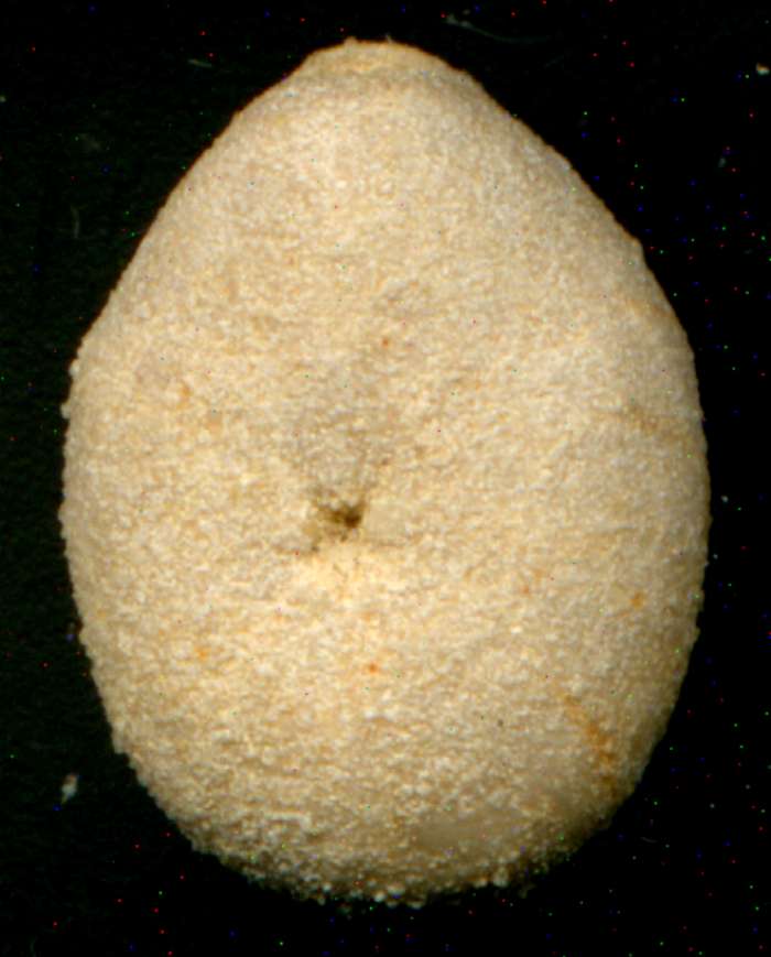 Oolopygus pyriformis